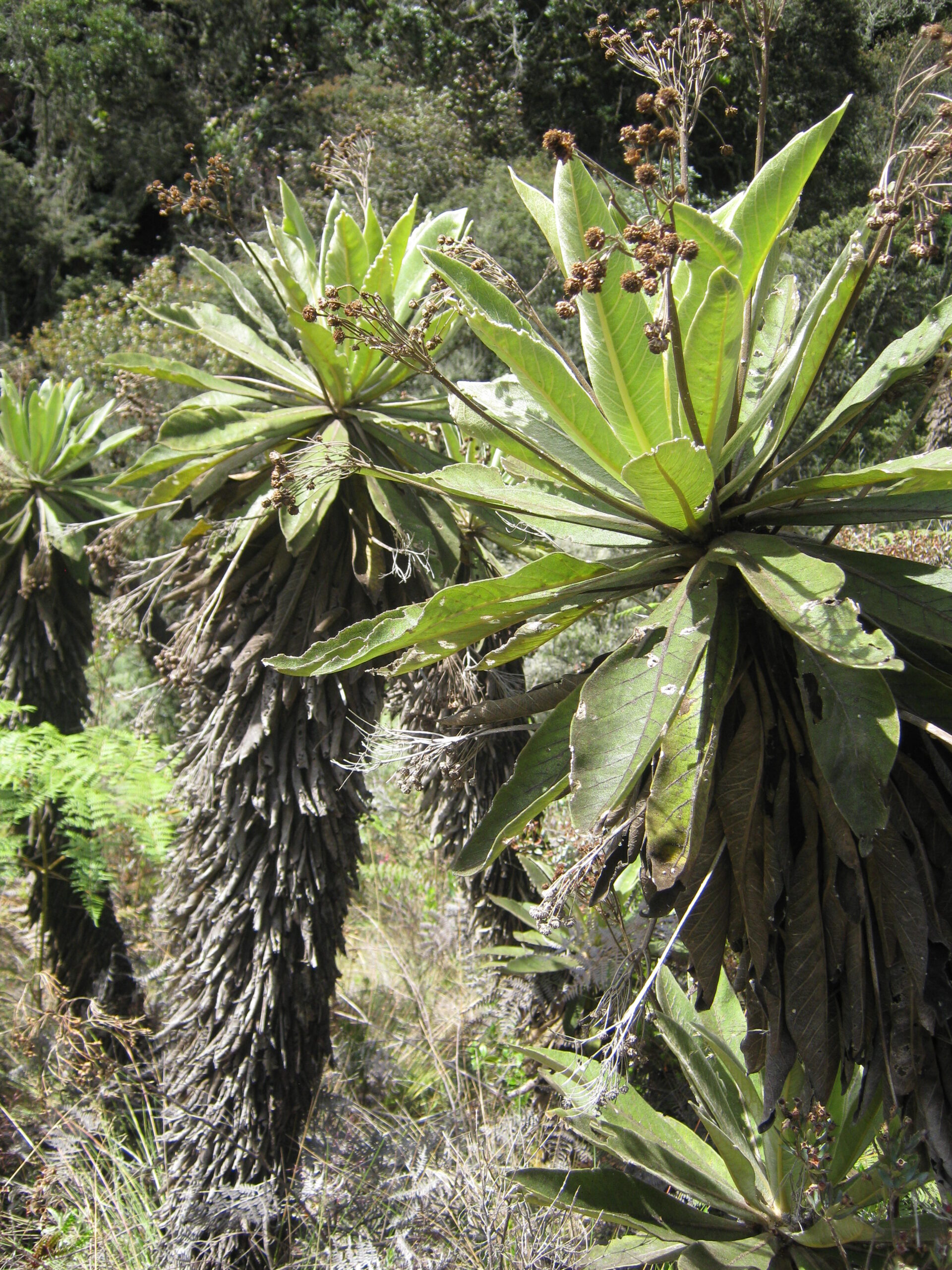 Paramo de La Rancheria